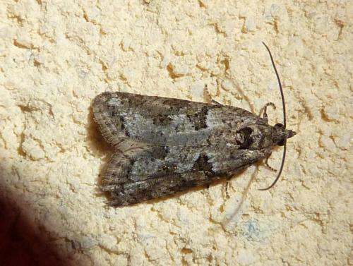 Cnephasia cupressivorana