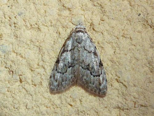 Nola confusalis
