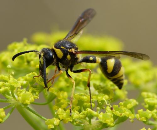 Eumenes sp.