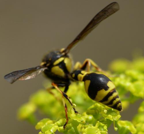 Eumenes sp.