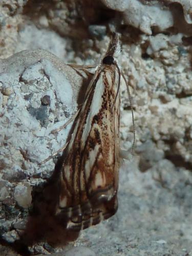 Réf. 154 448 : Catoptria falsella