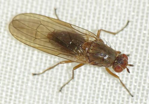 Dryomyza flaveola
