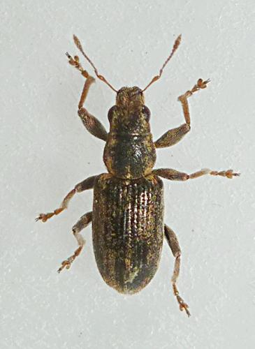 Réf. 154 854 : Sitona lineatus