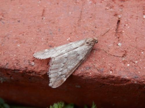 Réf. 154 165 : Alsophila aescularia