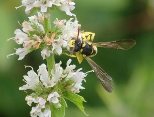 Cerceris sabulosa