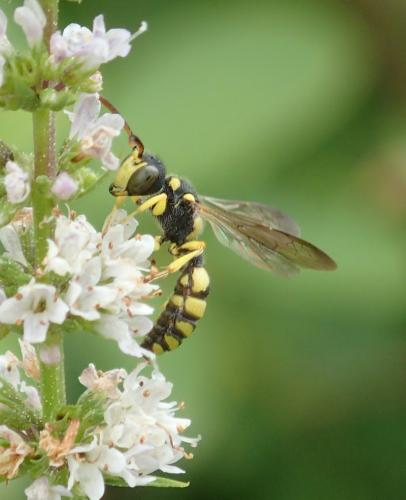 Cerceris sabulosa