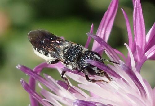 Heriades sp.