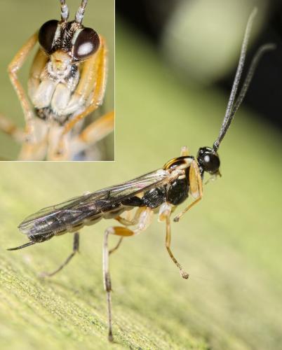 Zatypota albicoxa