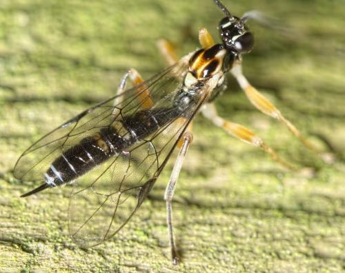 Réf. 154 398 : Zatypota albicoxa