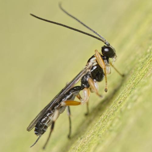 Réf. 154 399 : Zatypota albicoxa