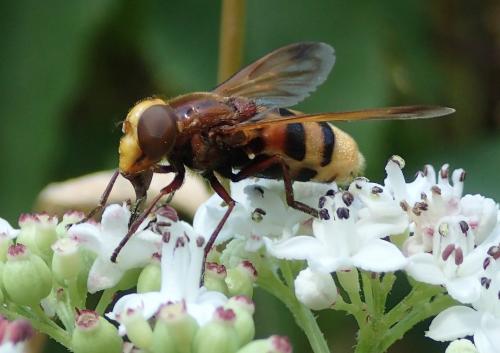 Réf. 154 313 : Volucella zonaria