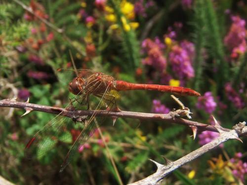 Sympetrum meridionale