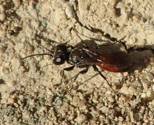 Astata sp.