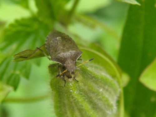 Réf. 154 438 : Peribalus strictus vernalis