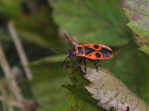 Réf. 154 484 : Pyrrhocoris apterus