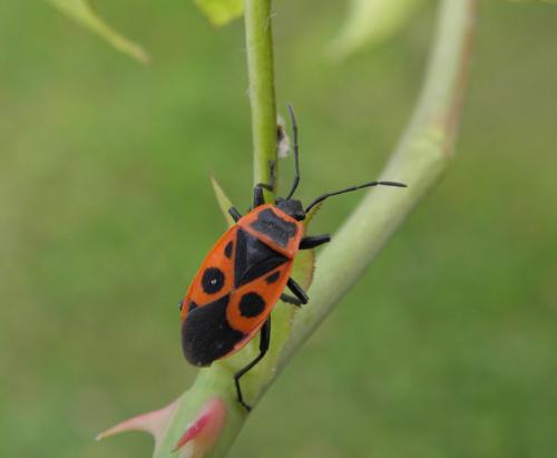 Réf. 154 524 : Pyrrhocoris apterus