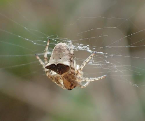 Gibbaranea bituberculata