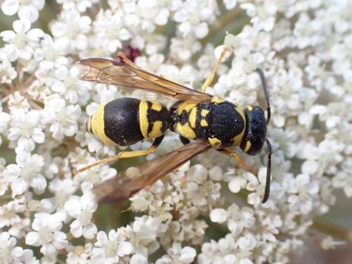 Allodynerus delphinalis