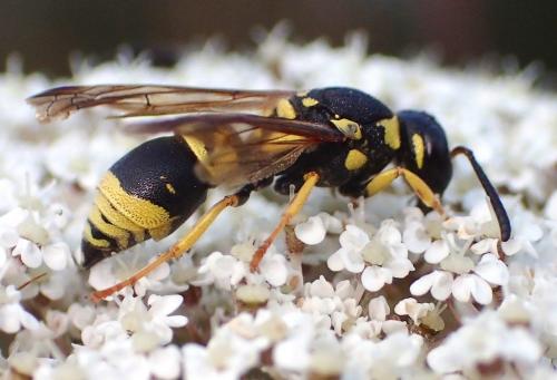 Réf. 154 564 : Allodynerus delphinalis