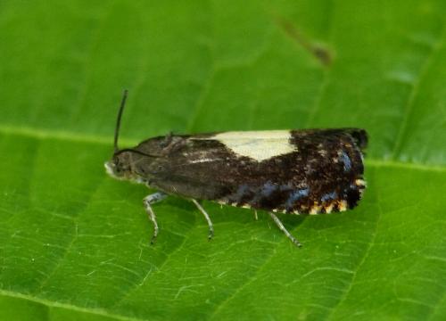 Réf. 154 074 : Pammene regiana