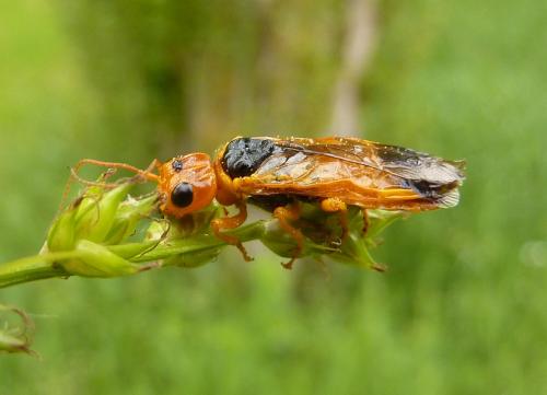 Pamphilius sp.