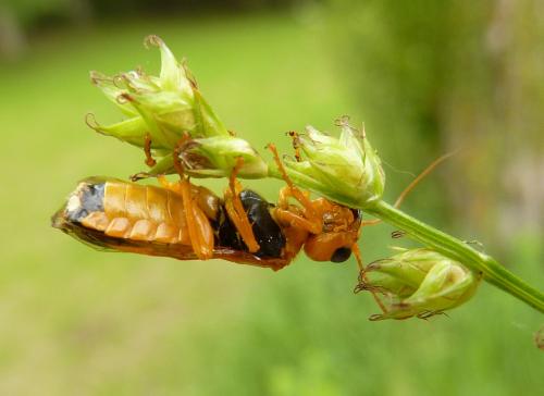 Pamphilius sp.