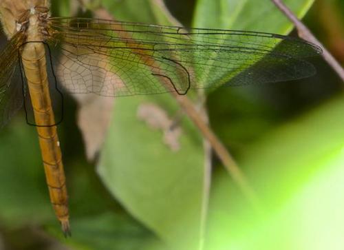 Tholymis tillarga