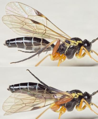 Réf. 154 244 : Syrphoctonus tarsatorius