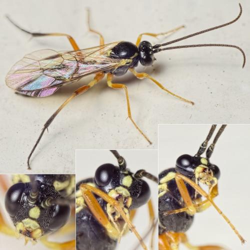 Syrphoctonus tarsatorius