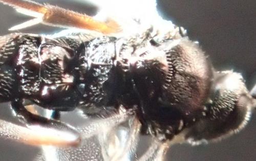 Réf. 154 262 : Microgastrinae inconnu