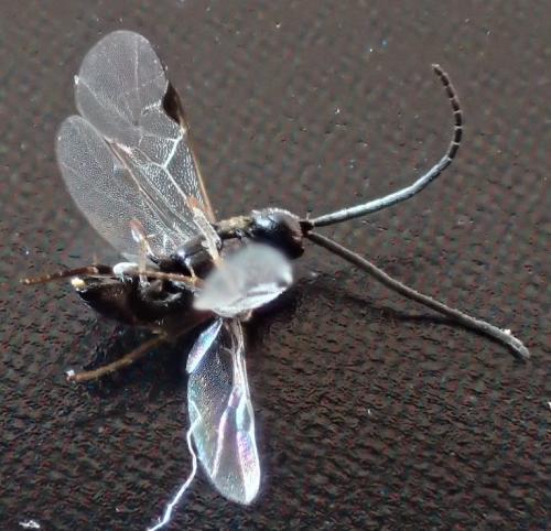 Réf. 154 261 : Microgastrinae inconnu