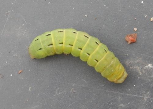 Noctua pronuba