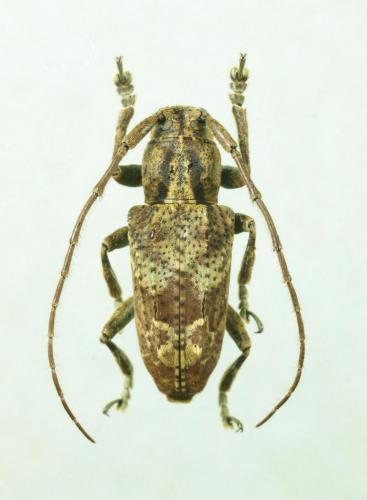 Pterolophia sp.