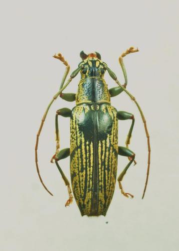 Réf. 154 537 : Tmesisternus densepunctatus