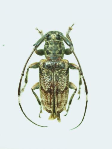Cacia basifasciata
