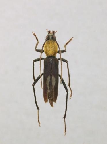 Demonax sp.