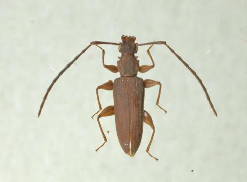 Macrohyliota sp.