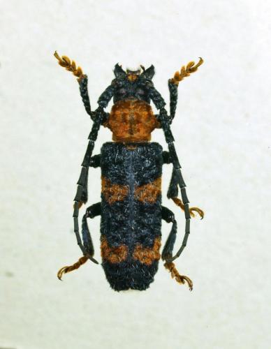 Cymatura bifasciata