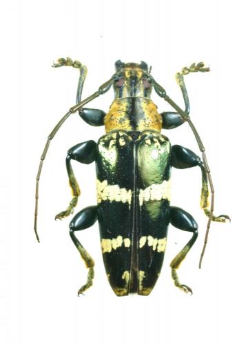 Tmesisternus schaumii yorkensis