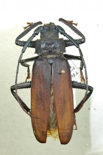 Macrotoma natala