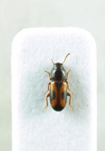 Diaperinae