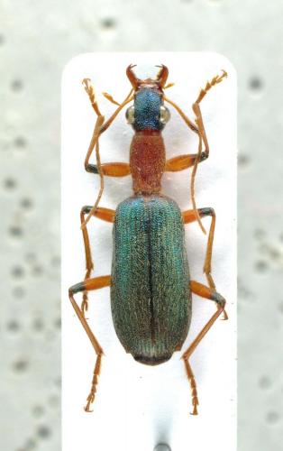 Réf. 154 453 : Drypta ruficollis