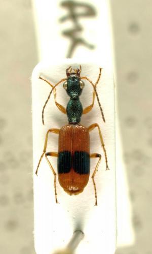Archicolliuris fasciata