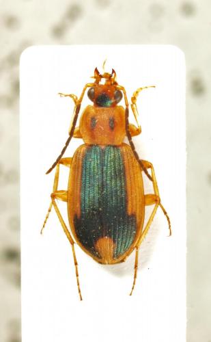 Réf. 154 452 : Chlaenius venustulus