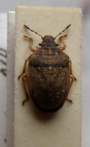Podops sp.