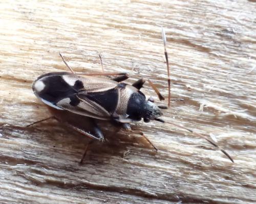 Raglius confusus