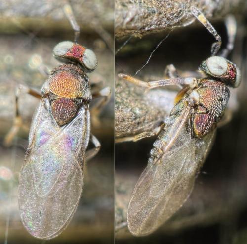 Blastothrix sp.
