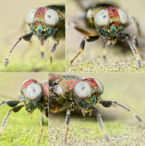 Blastothrix sp.