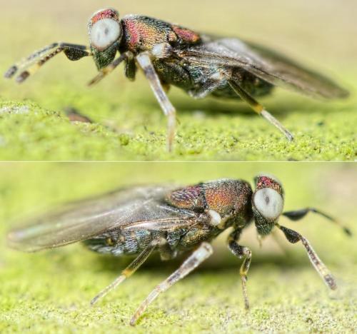 Blastothrix sp.