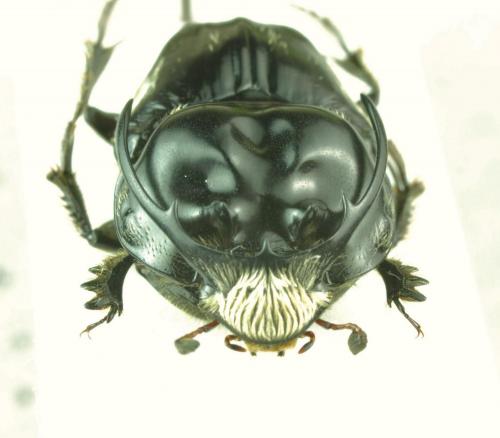 Réf. 154 755 : Proagoderus gerstaeckeri